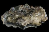 Polished, Petrified Wood (Araucarioxylon) - Arizona #176998-1